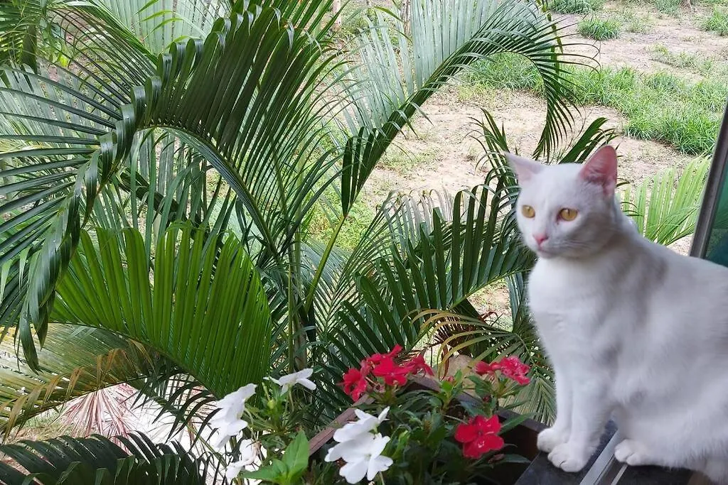 Cozy Eco Villa - 8 Min. From Downtown Arraial Porto Seguro
